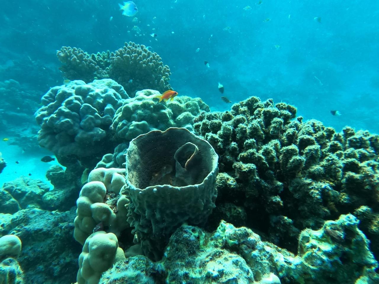 Marine Project 9