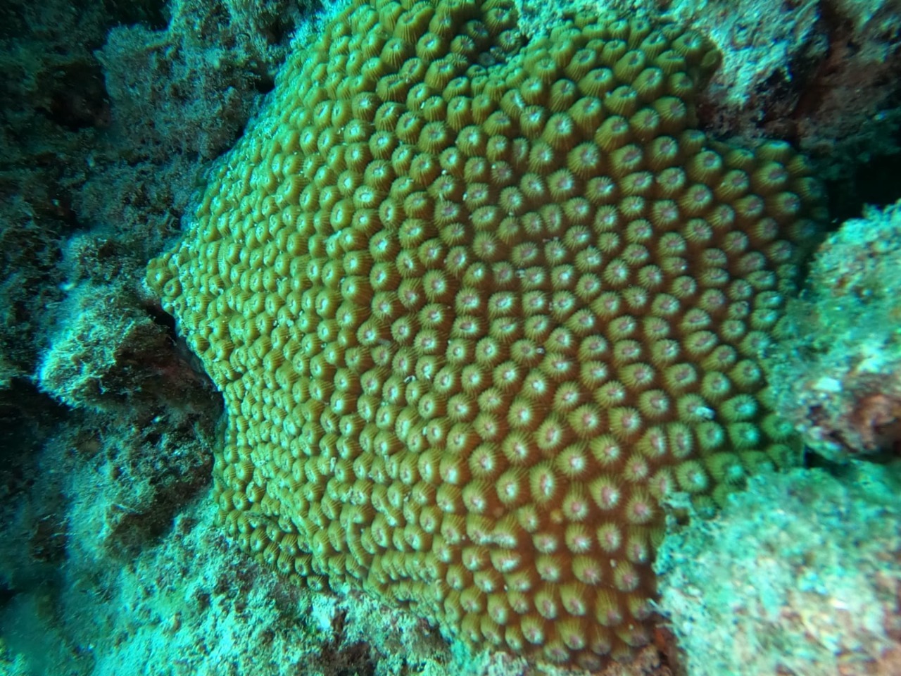 Marine Project 1